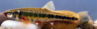 Fürge cselle - Phoxinus phoxinus Linné, 1758